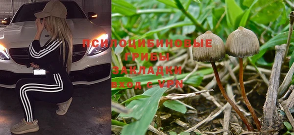 прущие грибы Гусиноозёрск
